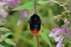 Bombus