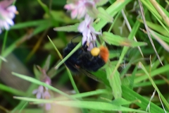 Bombus
