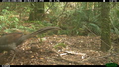 Pycnoptilus floccosus