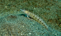 Parapercis lineopunctata