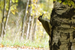 Picus viridis