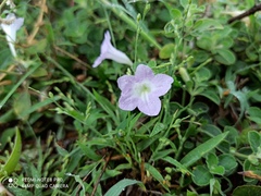 Ruellia patula