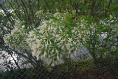 Baccharis halimifolia