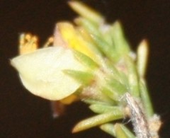 Aspalathus campestris