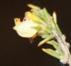 Aspalathus campestris