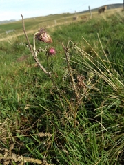 Carduus nutans nutans