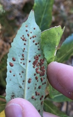 Aceria titirangiensis