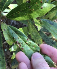 Aceria titirangiensis