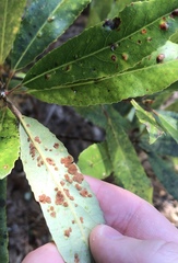 Aceria titirangiensis