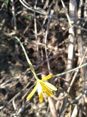 Narcissus cavanillesii