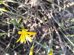 Narcissus cavanillesii