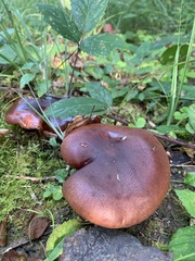 Tricholoma ustaloides