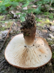 Tricholoma ustaloides