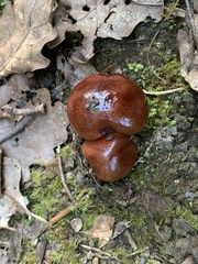 Tricholoma ustaloides