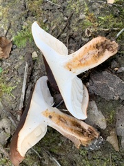 Tricholoma ustaloides