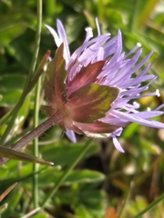 Jasione laevis