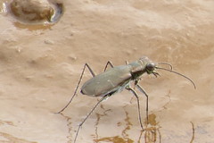 Myriochila undulata