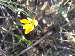 Narcissus cavanillesii