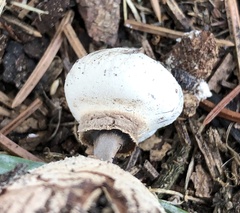 Geastrum striatum