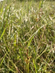 Scleria biflora