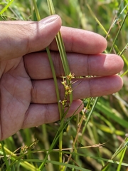 Scleria biflora