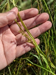 Scleria biflora