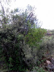 Searsia divaricata