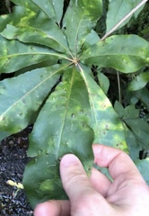 Powellia schefflericola