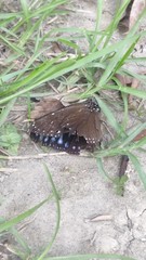 Euploea eunice hobsoni
