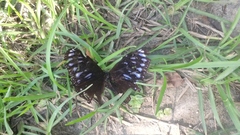 Euploea eunice hobsoni