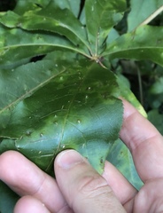 Powellia schefflericola