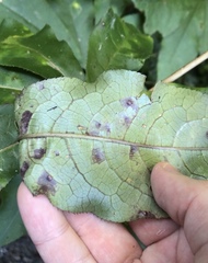 Powellia schefflericola