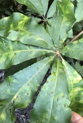 Powellia schefflericola