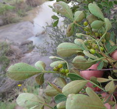 Searsia divaricata