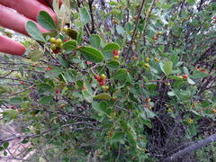 Searsia divaricata