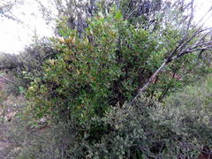 Searsia divaricata