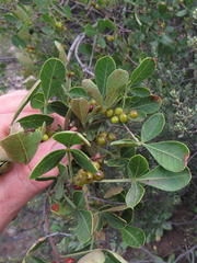 Searsia divaricata