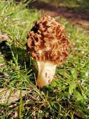 Morchella esculenta