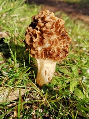 Morchella esculenta