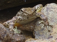 Amolops wuyiensis