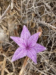 Colchicum variegatum