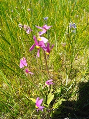 Primula poetica