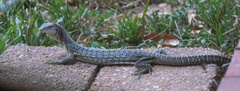 Varanus scalaris