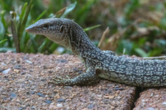 Varanus scalaris