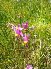 Primula poetica