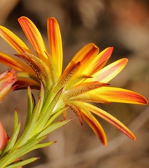 Osteospermum glabrum