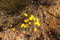 Osteospermum glabrum