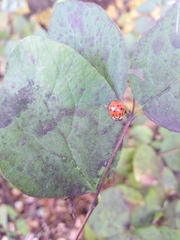 Harmonia axyridis
