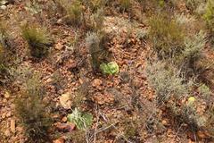 Haemanthus