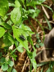 Calliphoridae